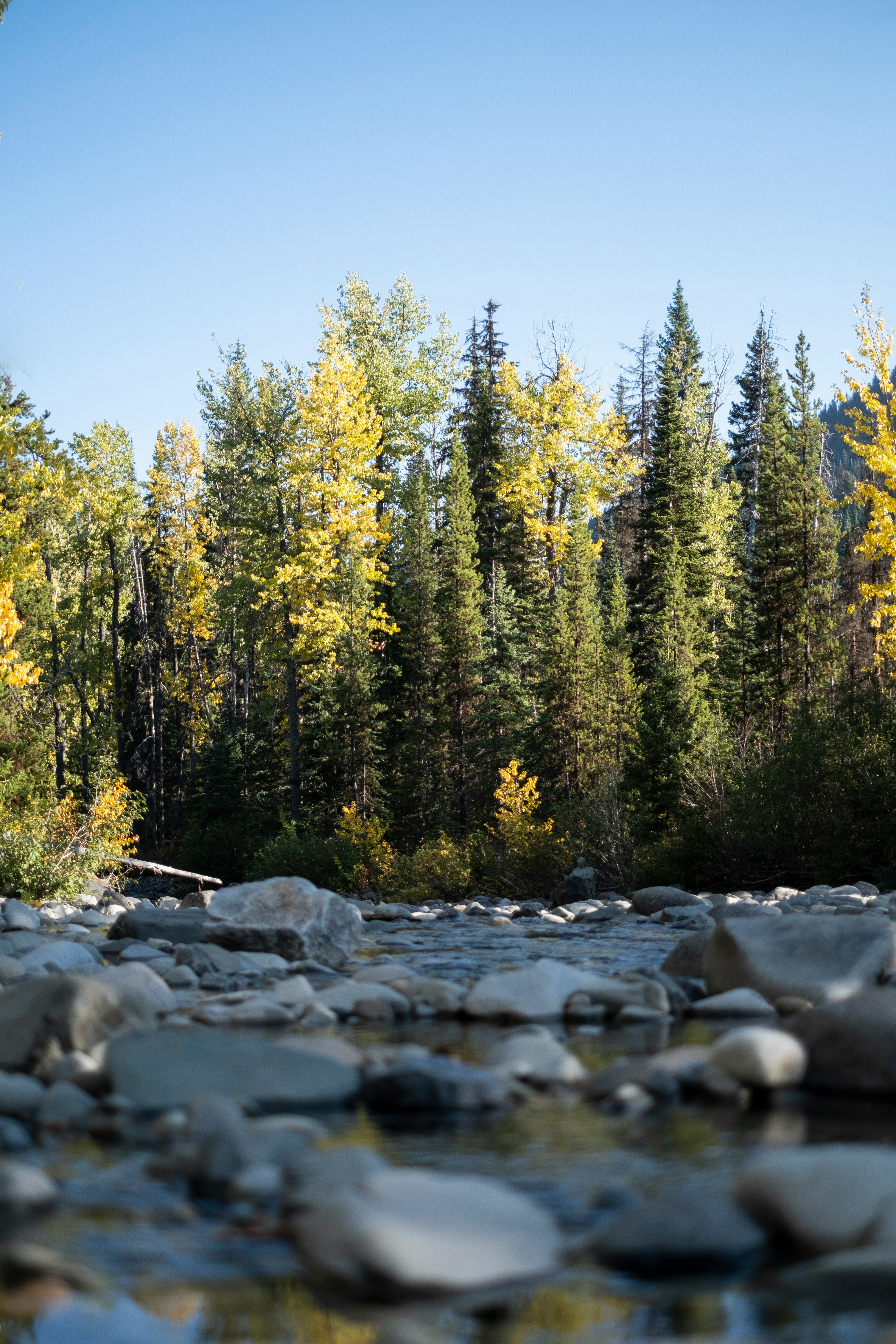 green pine trees on rocky shore during daytime